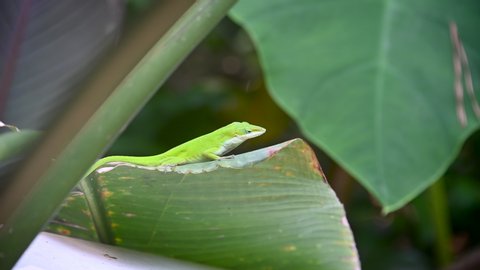 A male Green Anole puffs out his throat to impress females.