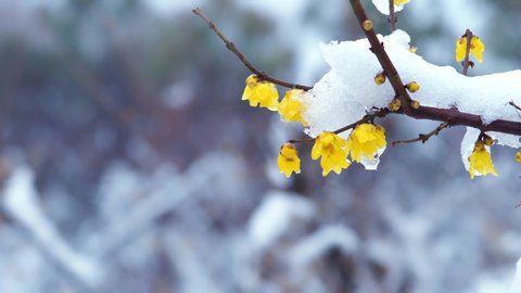 Chimonanthus praecox covered by snow and ice, Japanese allspice in winter, closeup of wintersweet