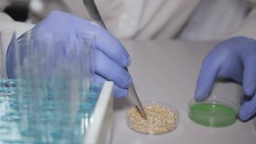 Research of GMO wheat in laboratory. Doctor is conducting an experiment to change genome of  wheat sprout. Creating a genetically modified plant. Laboratory assistant in laboratory of food quality. - Powered by Shutterstock - Get 15% off with code: PIKWIZARD15