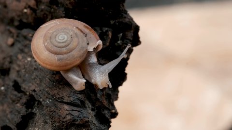 Closeup shot of snail crawling on weathered wood