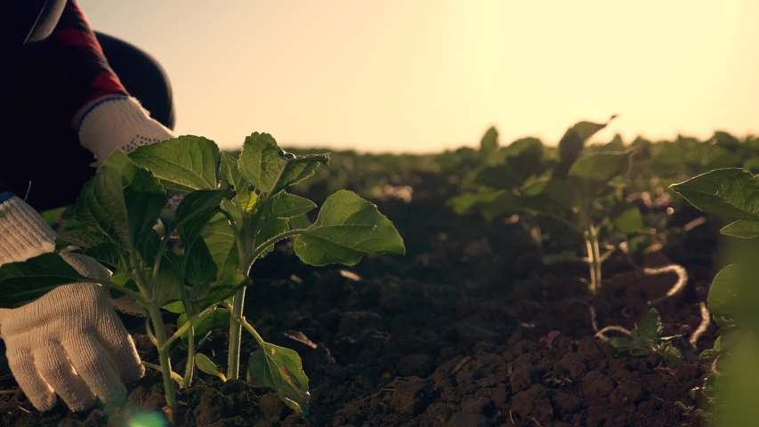 Agriculture. Farmer works in green field, holding fertile soil in his hands. Farmer work in fertile soil. Agriculture concept. Farmer work with fertile black soil. Farmer in green field Royalty-Free Stock Footage #1056114404