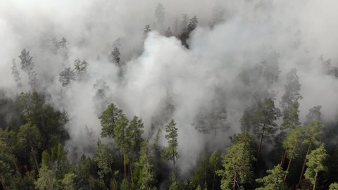 Top view of a fire erupted in the forest