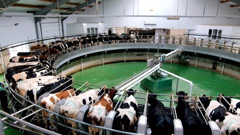 Milking cows by automatic industrial milking rotary system in modern diary farm