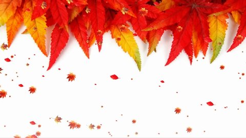 beautiful autumn leaves falling animation flat style with white background.Leaves in autumn forest, close up. White bright background.