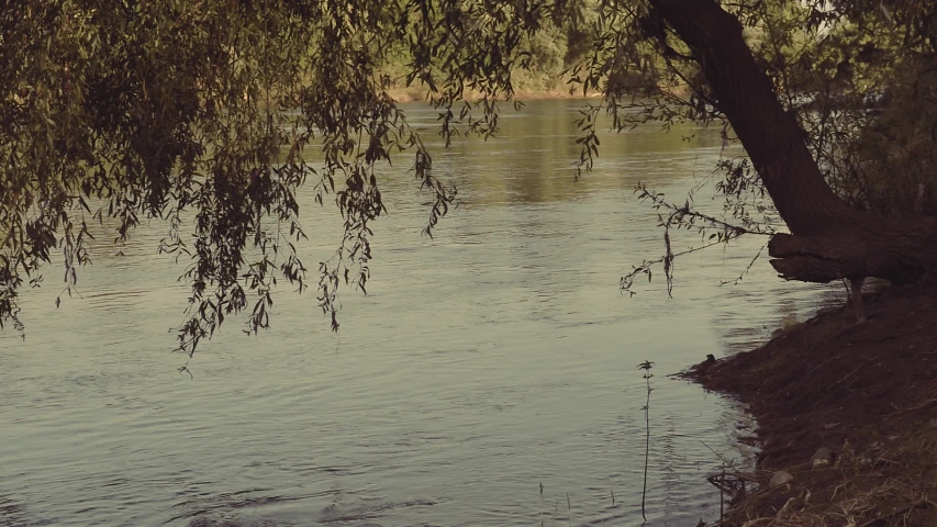 Tree branches over flowing river