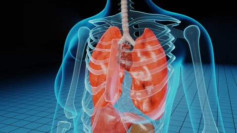 Damaged ill lungs in red. 3D render animation of breathing problems, cancer medical or health problems. Disease in human body, respiratory problems, tumor and clinic case