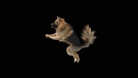 Dogs Fly, 3d rendering, Animation Loop, Included in the end of the clip With Alpha matte.