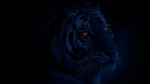 Tiger With Glowing Eyes In The Dark