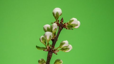 Timelapse of Spring flowers opening. Beautiful Spring apple-tree blossom open. White flowers bloom on green background. Macro shot.