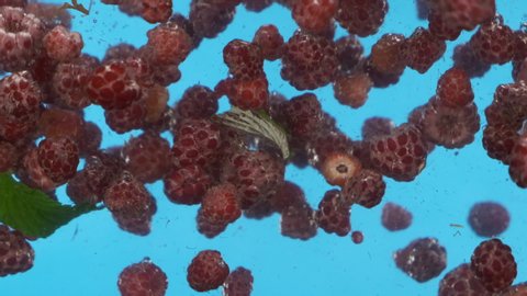 Slow motion. Falling red raspberry into the water. Floating berry underwater.
