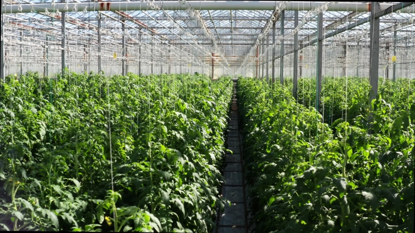 Drone shooting of big modern tomato greenhouse interior. Royalty-Free Stock Footage #1056131150