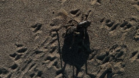 Large black mormon cricket katydid in sand walk hop walk slow motion