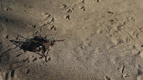 Black sandy cricket moves through frame diagonally slow motion