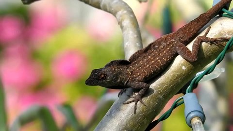 small gecko on a tree moving throat