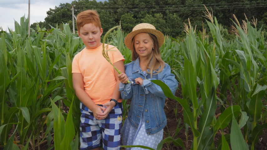 Cute girl holding in hand cornstalk and telling something her friend while going through corn field at organic farm. Small kids talking during walk among maize plantation. Concept of happy childhood
