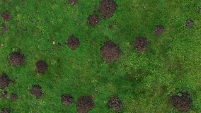 4k aerial video clip of mole hills in a green lawn, view from direct above, rising up