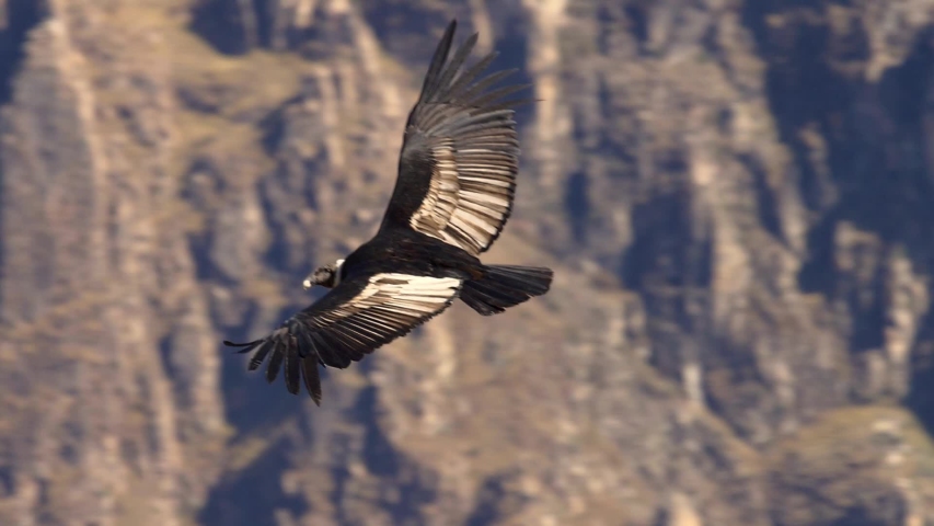 A condor (Vultur gryphus) flies in the Colca Canyon in Arequipa. Peru. Royalty-Free Stock Footage #1056141869