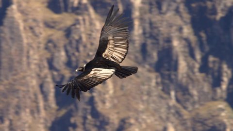 A condor (Vultur gryphus) flies in the Colca Canyon in Arequipa. Peru.