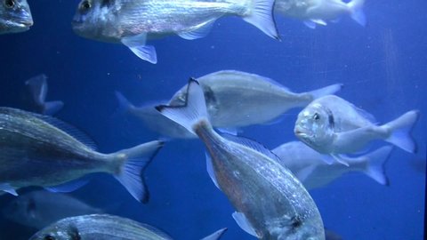 Group of fishes swimming in an aquarium. Fish in the water. A school of fish in the sea. Diving. Colorful tropical fishes in oceanarium. Gilt-head bream or Orata. Marine life.