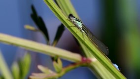 Portrait of Blue-tailed Damselfly. Their Latin name are Ischnura elegans.