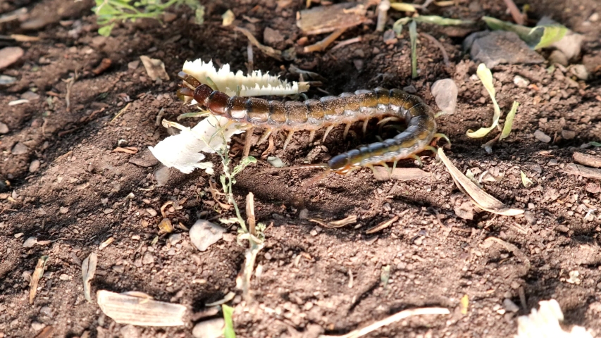 centipede
close up of centipede in the nature
closeup of centipede  
super macro centipede.
insect, insects, bug, bugs, animal, animals, wildlife, woods, forest, wild nature, park, garden