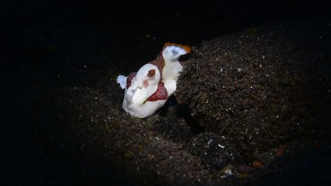 Warty frogfish (Clown frogfish) - Antennarius maculatus hunting. Macro underwater video. Diving in Tulamben, Bali, Indonesia.