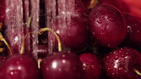 Slow-motion camera moves along a beautiful cherry tree under a stream of water. Cleaning berries from nitrates and pesticides.
