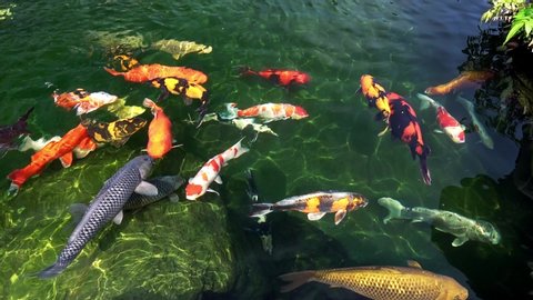 Movement group of colorful koi fish in clear water. This is a species of Japanese carp in small lakes used as ornamental fish in ecological gardens