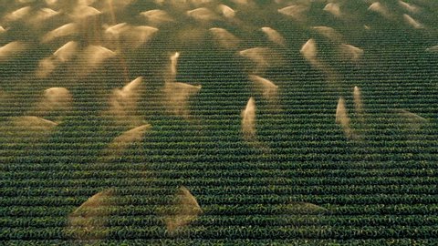 Cinematic 4K aerial footage great for the commercial usage. Flying above the agriculture field. Green kale plants are sprayed by the automated irrigation system in beautiful gold sun light at sunset