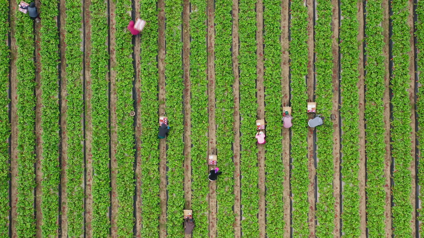 Shutterstock video thumbnail