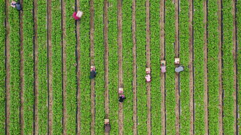 Aerial shot of people picking up fruits between the green plant rows, USA. 4K top down view, agriculture background. Beautiful green fruit field and harvesting process. Cinematic countryside at summer