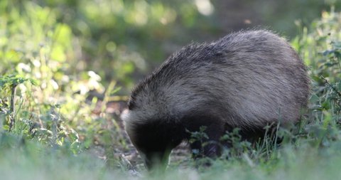 The European badger also known as the Eurasian badger, is a badger species in the family Mustelidae native to almost all of Europe and some parts of Western Asia.