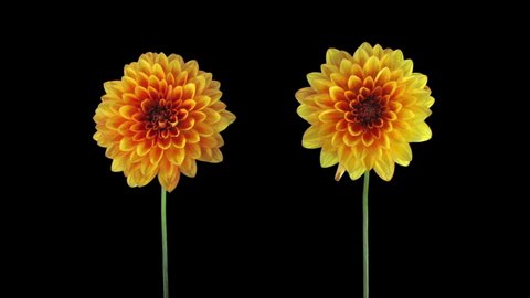 Time-lapse of growing and opening orange dahlia (georgine) flowers 7e2 in RGB format isolated on black background
