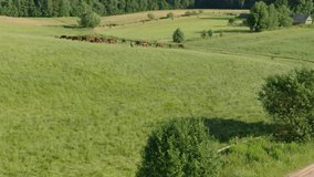 Aerial footage of beautiful horses grazing on the green meadow near the forest