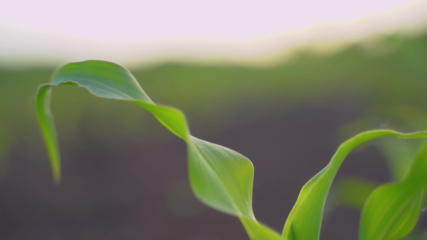 Green leaves of corn plants | Shutterstock HD Video #1056161840