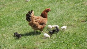 Chicken with little chicks on the lawn.
Video footage of walking chickens on green grass.