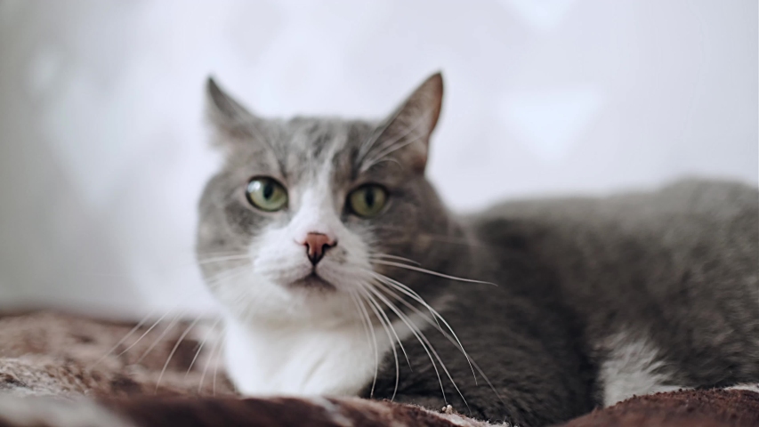 Gray Tom Cat Stock Video Footage - 4K and HD Video Clips | Shutterstock