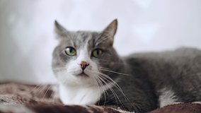 A gray cat with big eyes grunts, grumbles and swears at its owner. Close-up