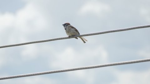 Single sparrow on a high voltage cable.
Video footage of a sparrow sitting on a cable and then flies away.