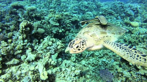 A hawksbill turtle with two remora companions swims close to the seabed