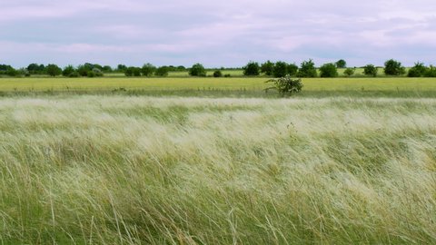 Feather Grass Swaying in Wind As Rural Background In The Meadow. Tender Stipa Pennata or Needle Grass in Early Summer