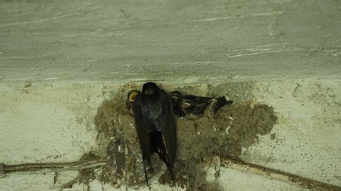 Swallow leaves her children in a nest.
Video footage of a swallow nest located in a barn.