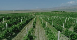 Aerial view video in an amazing vineyards landscape with drone, above vineyards in a beautiful day . Grapes In The Vineyard . Aerial view of green vineyard . Wine industry . Stock Video Footage .