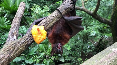 Malayan flying fox (Pteropus vampyrus) is eating fruits.
a southeast Asian species of megabat, primarily feeds on flowers, nectar and fruit. 