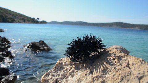Black sea urchin on the rock with water on behind. Wildlife in the sea. Close up of sea urchin on stones at summer day. Colorful underwater ocean life. Animals in the sea. 