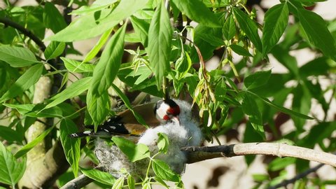 The cute goldfinch makes a nest high in the branch of a tree. Close up shot of european goldfinch, small passerine bird in the finch family that is native to Europe