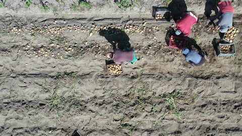 Aerial view, drone flying right to left, above a group of farmers harvesting potatoes crop in field. 