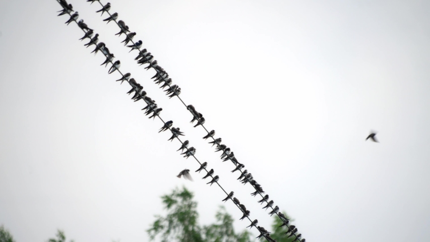 birds on the electric wire