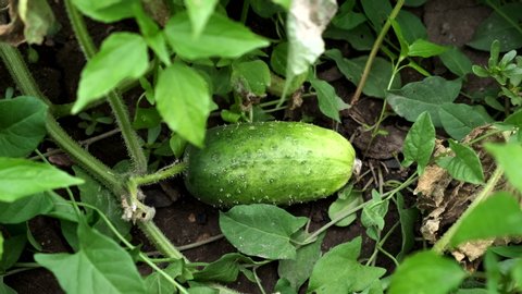 Small cucumber in the garden bed. Healthy organic food.
