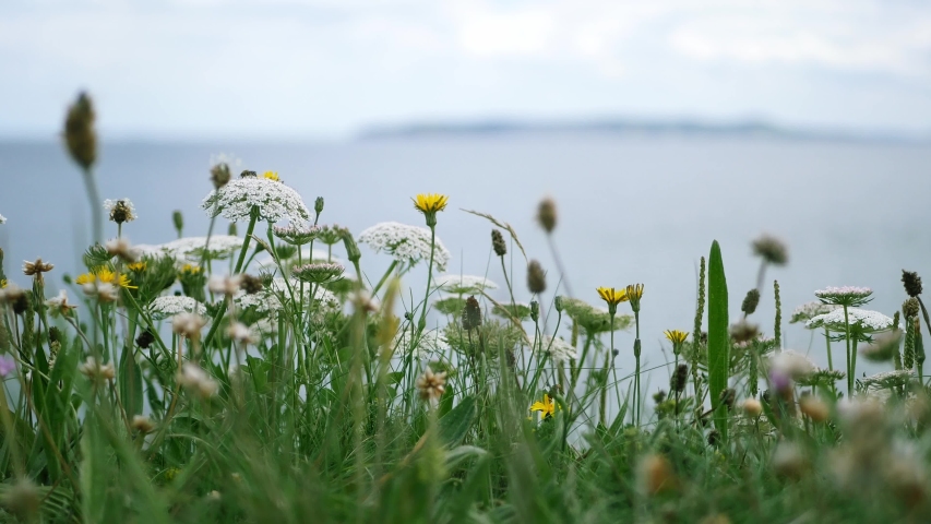 Wild flowers seen on the eastern coast of Ireland. 